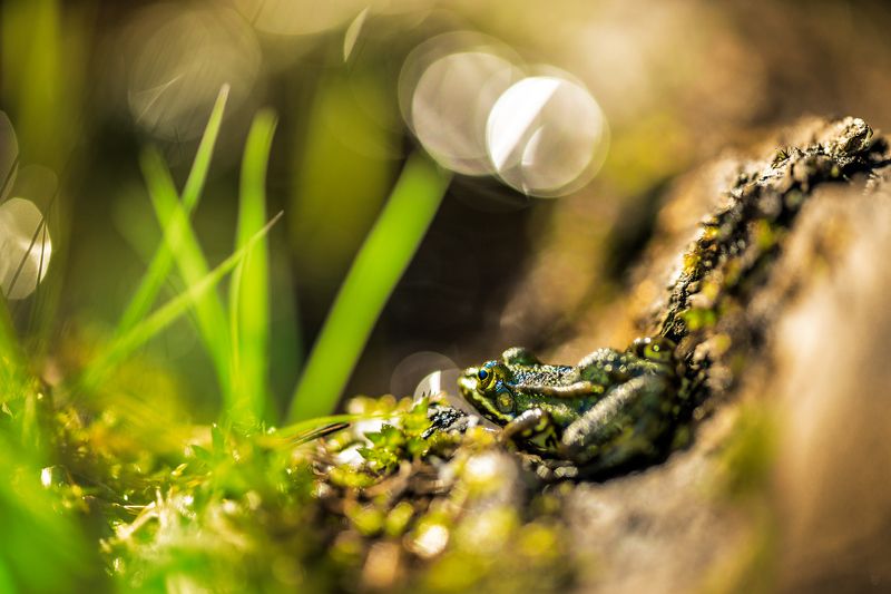 frog, little, wildlife Little frog фото превью