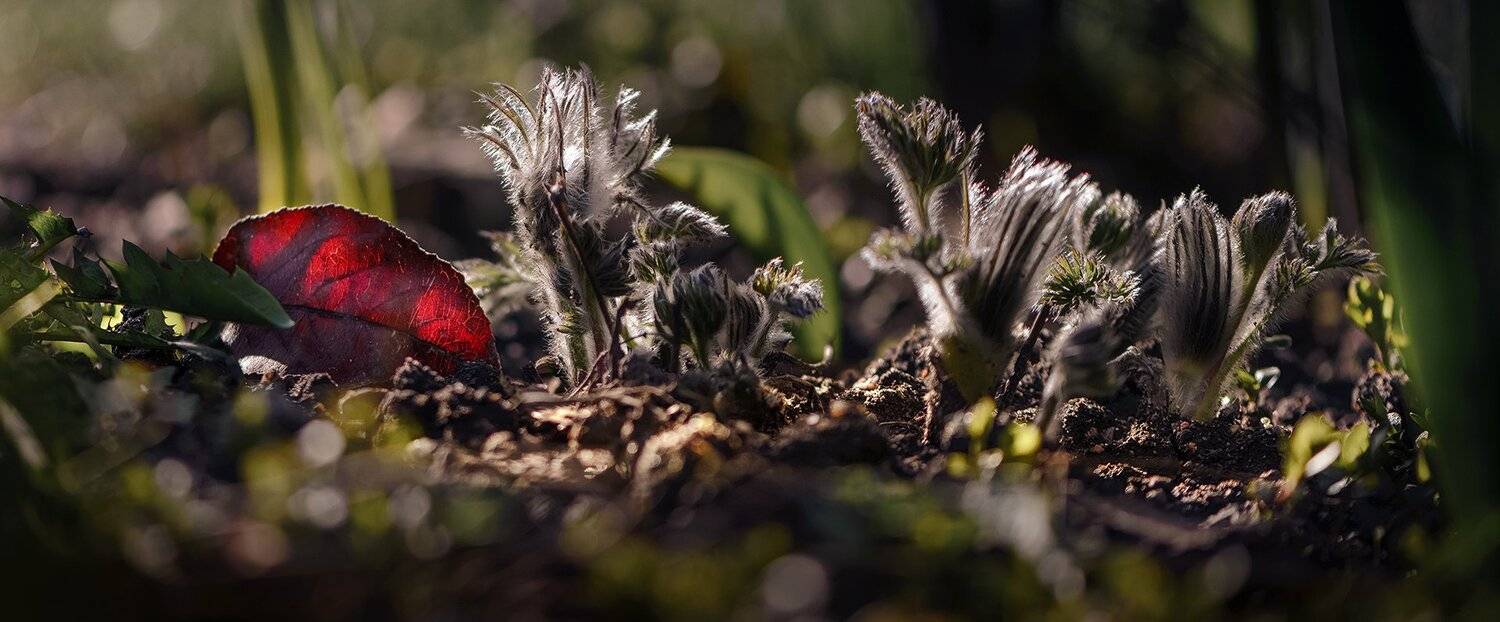 природа, макро, весна, цветы, прострел, сон-трава, сухой лист, Неля Рачкова