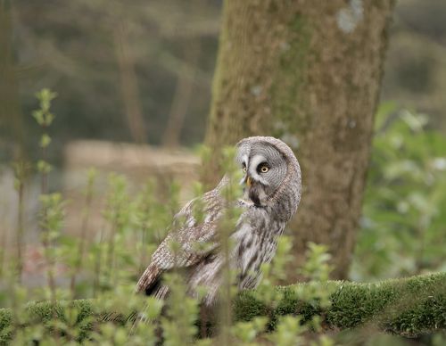 Great Grey Owl