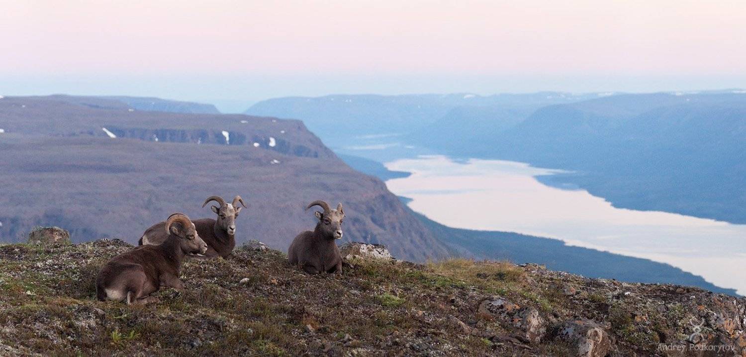 путорана, баран, путоранский баран, кутарамакан, подкорытов, putorana, big horn ram, ram, kutaramakan, podkorytov, Андрей Подкорытов