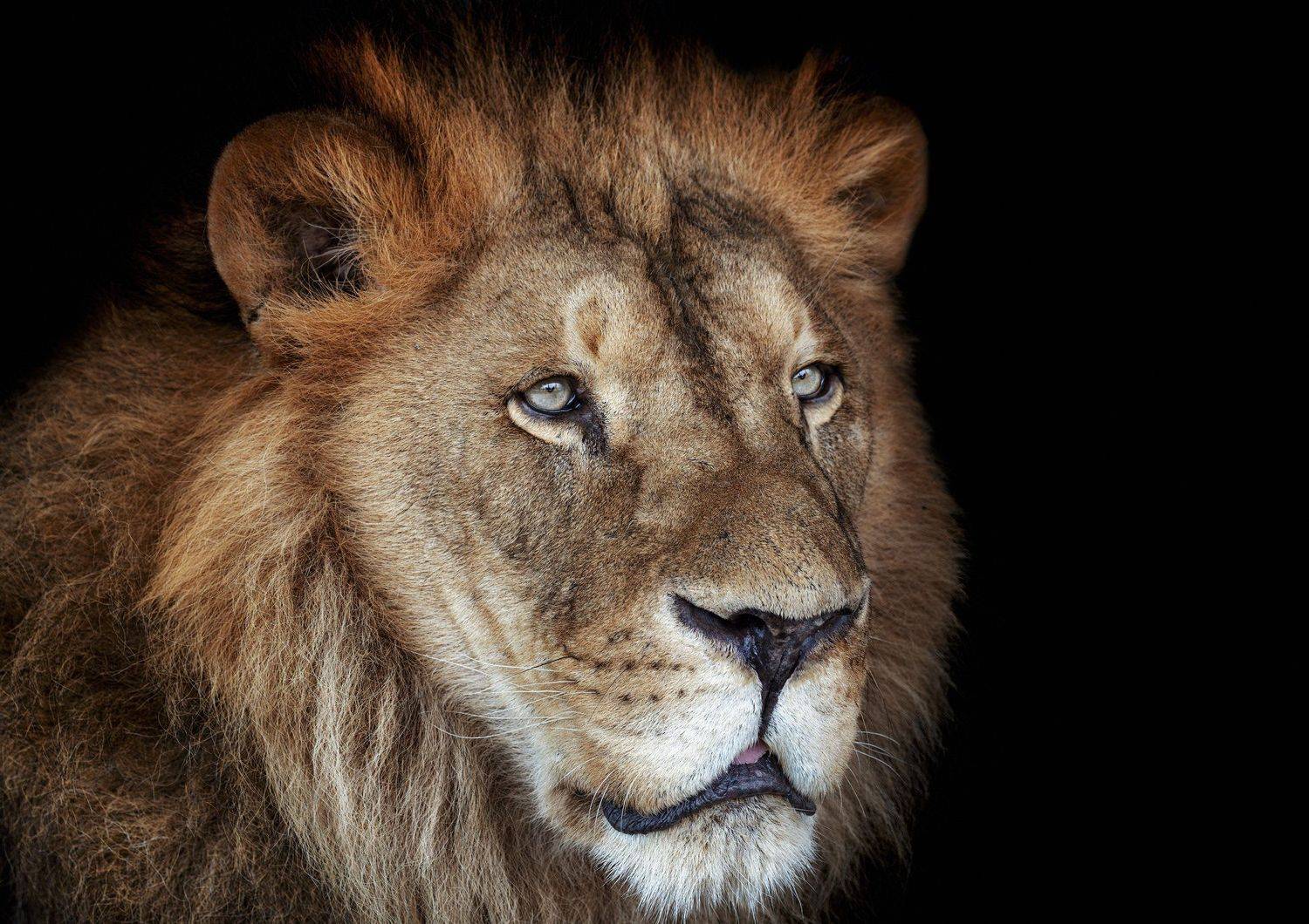 лев, дикий, природа, большие кошки, красивый, Олег Богданов