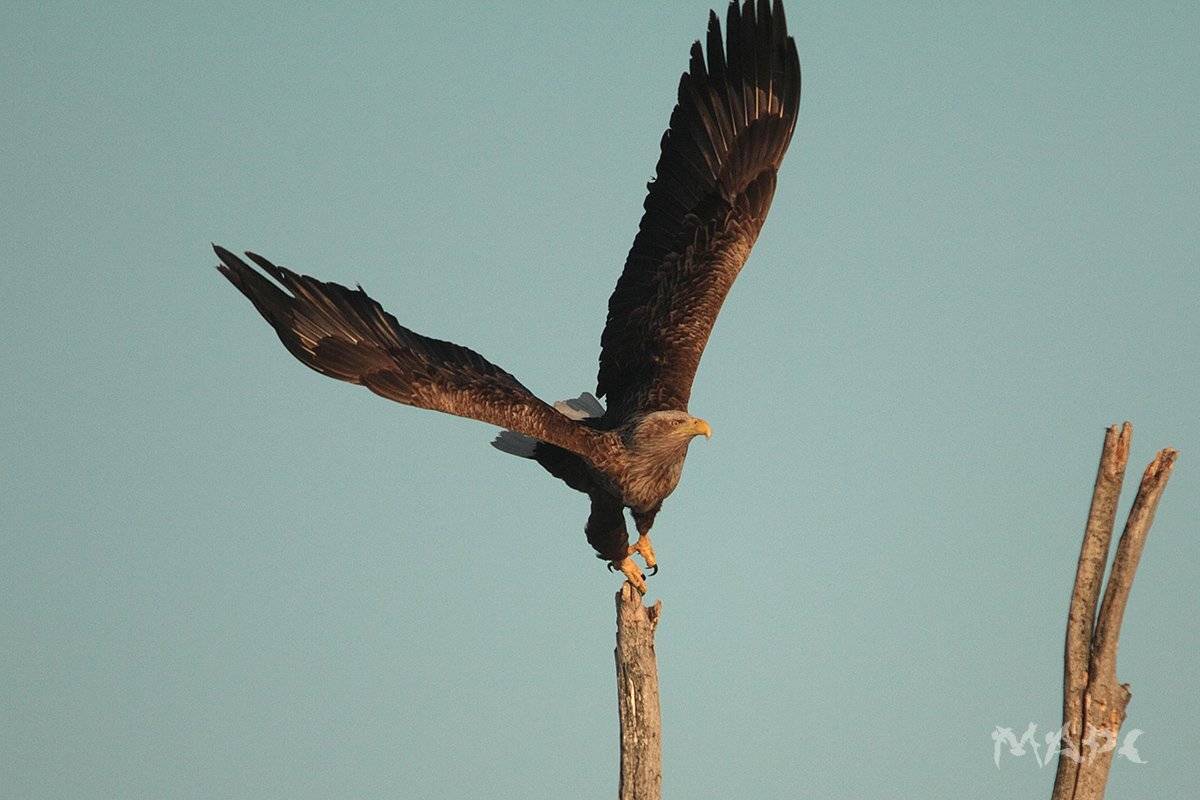 животные птицы орлан белохвост, Шангареев Марс