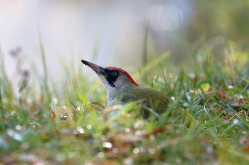 Фотоохота ...