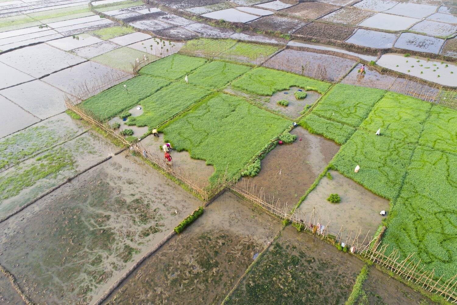 Индия, Гоа, рисовые поля, дрон, аэро, aerial, Борис Резванцев