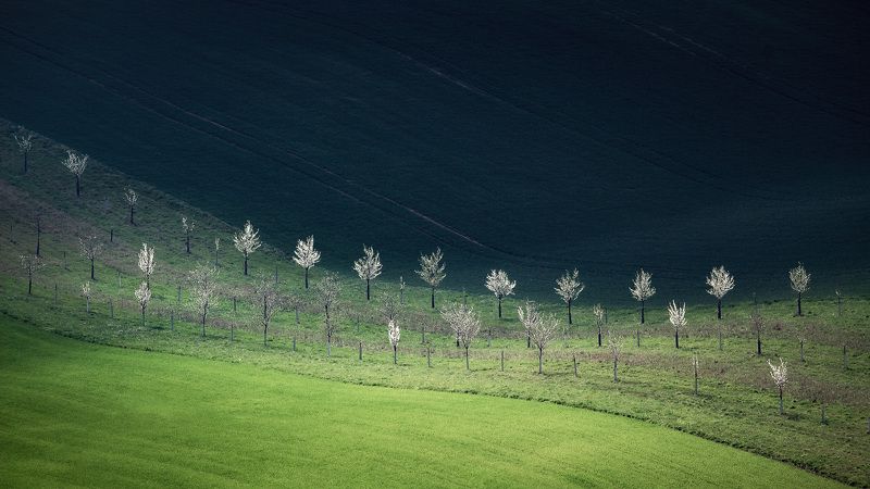 Хрустальные деревья фото превью