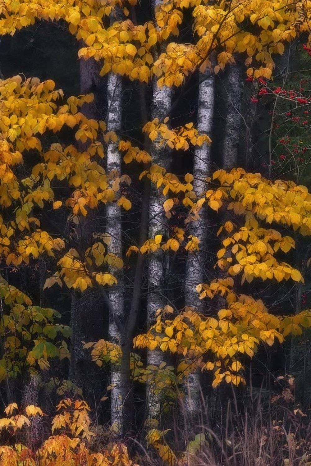 осень, ленинградская, Евгений Ляпунов