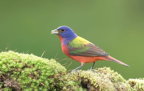 Painted bunting male - Расписной овсянковый кардинал