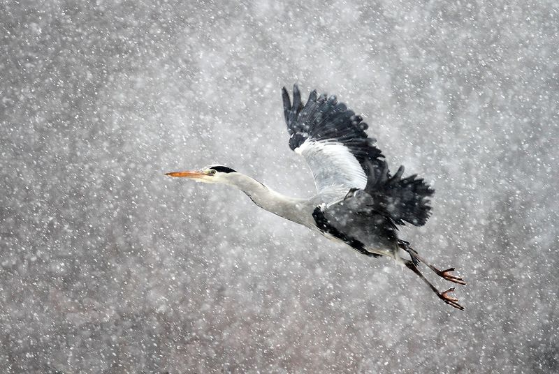 winter, snow, wildlife, animls, bird, heron, egret, poland, cold, frozen Snow storm фото превью