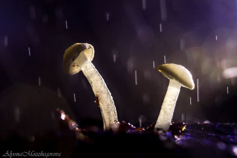 Волшебный дождь... фото превью