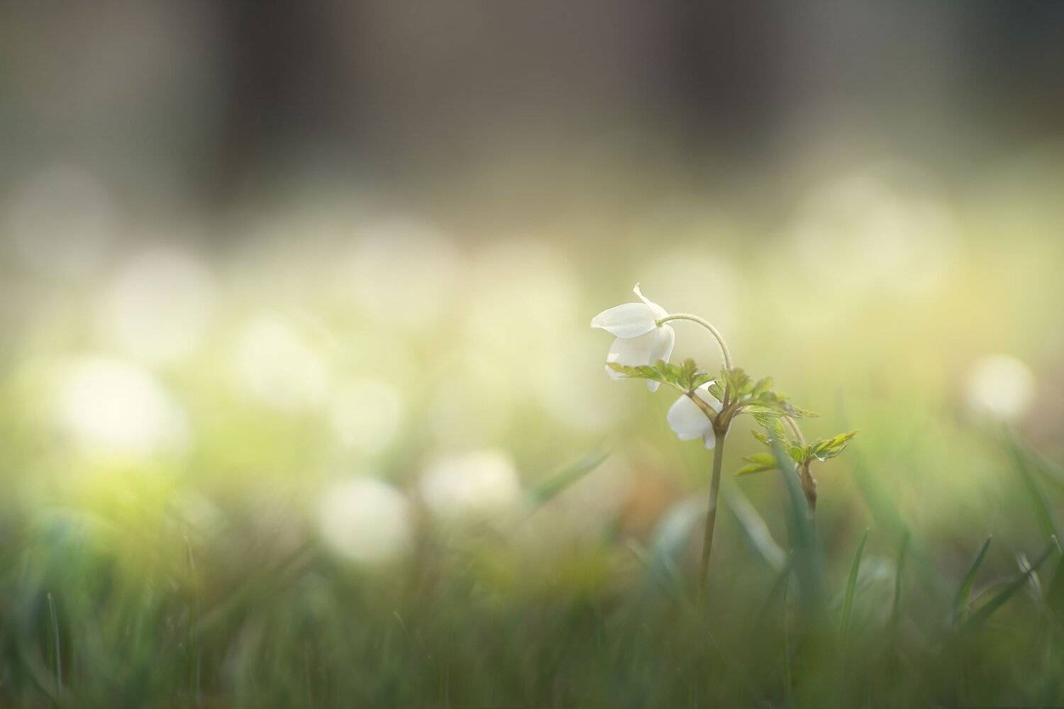 , Шинкарева Елена