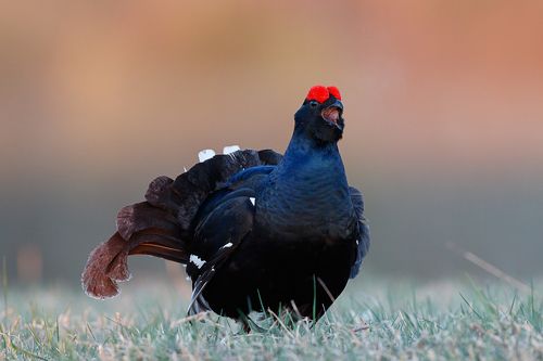 Утренние заморозки на тетеревином току