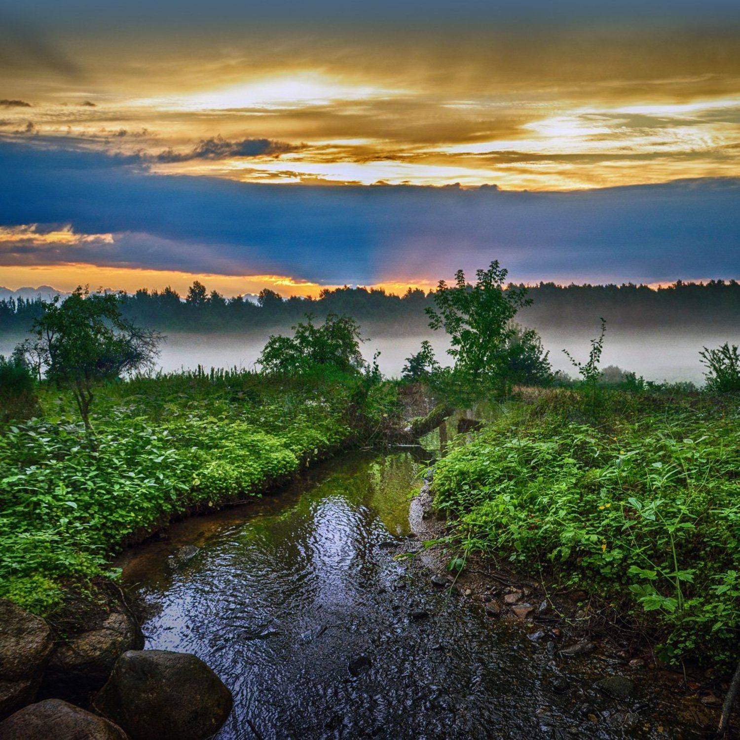 на рассвете, Rimantas Petrikas