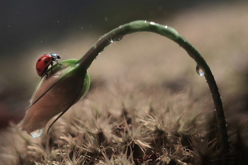 Сон фото превью