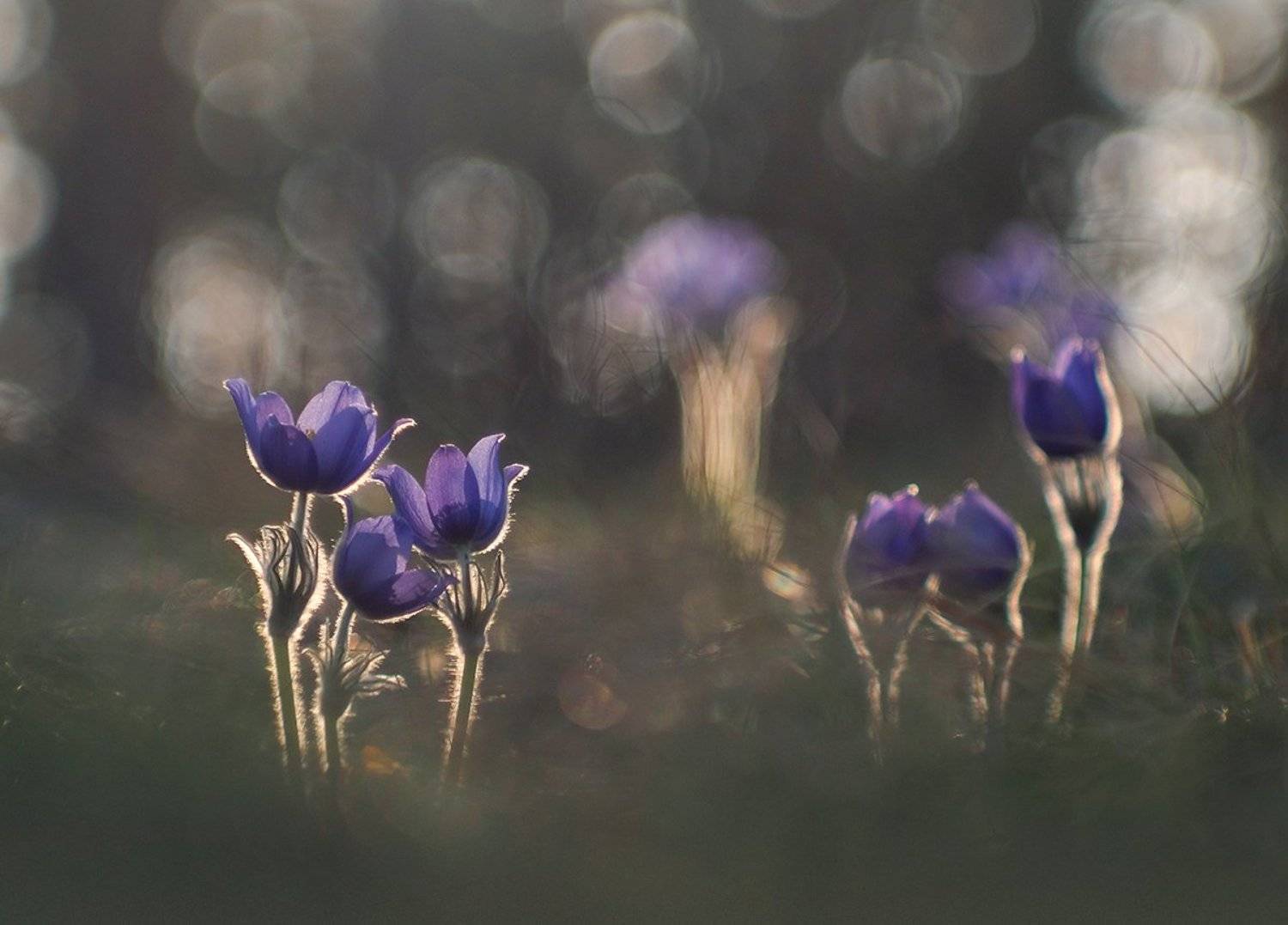 , Валерия Зверева