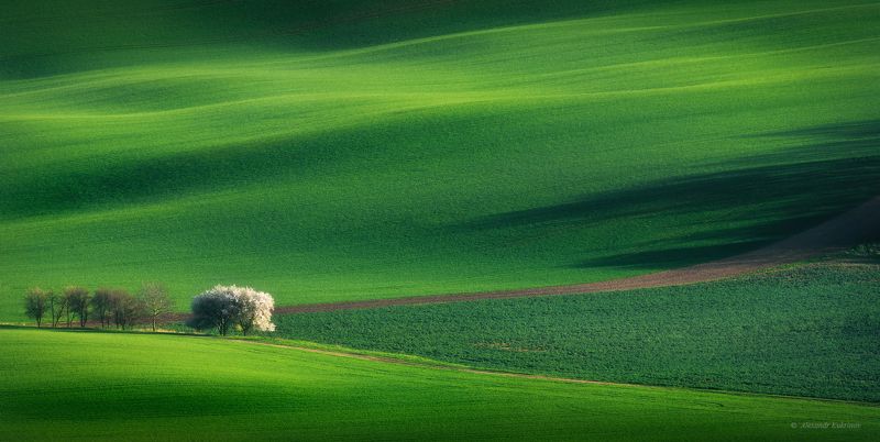 весна, пейзаж, моравия, путешествия, туризм Весенние ковры Южной Моравии... фото превью