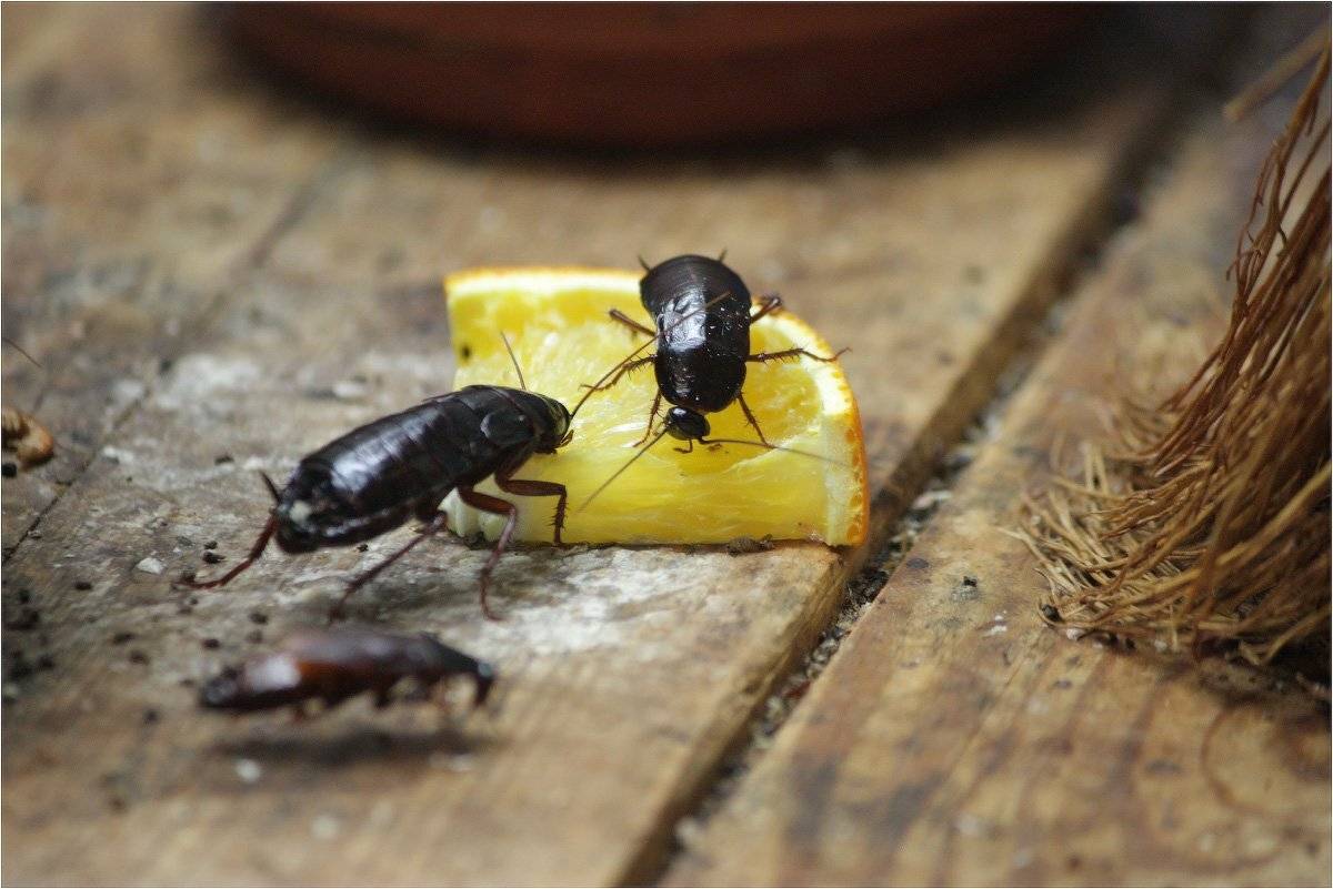 таракан, КарОл