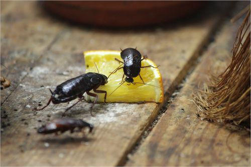 Федорино горе