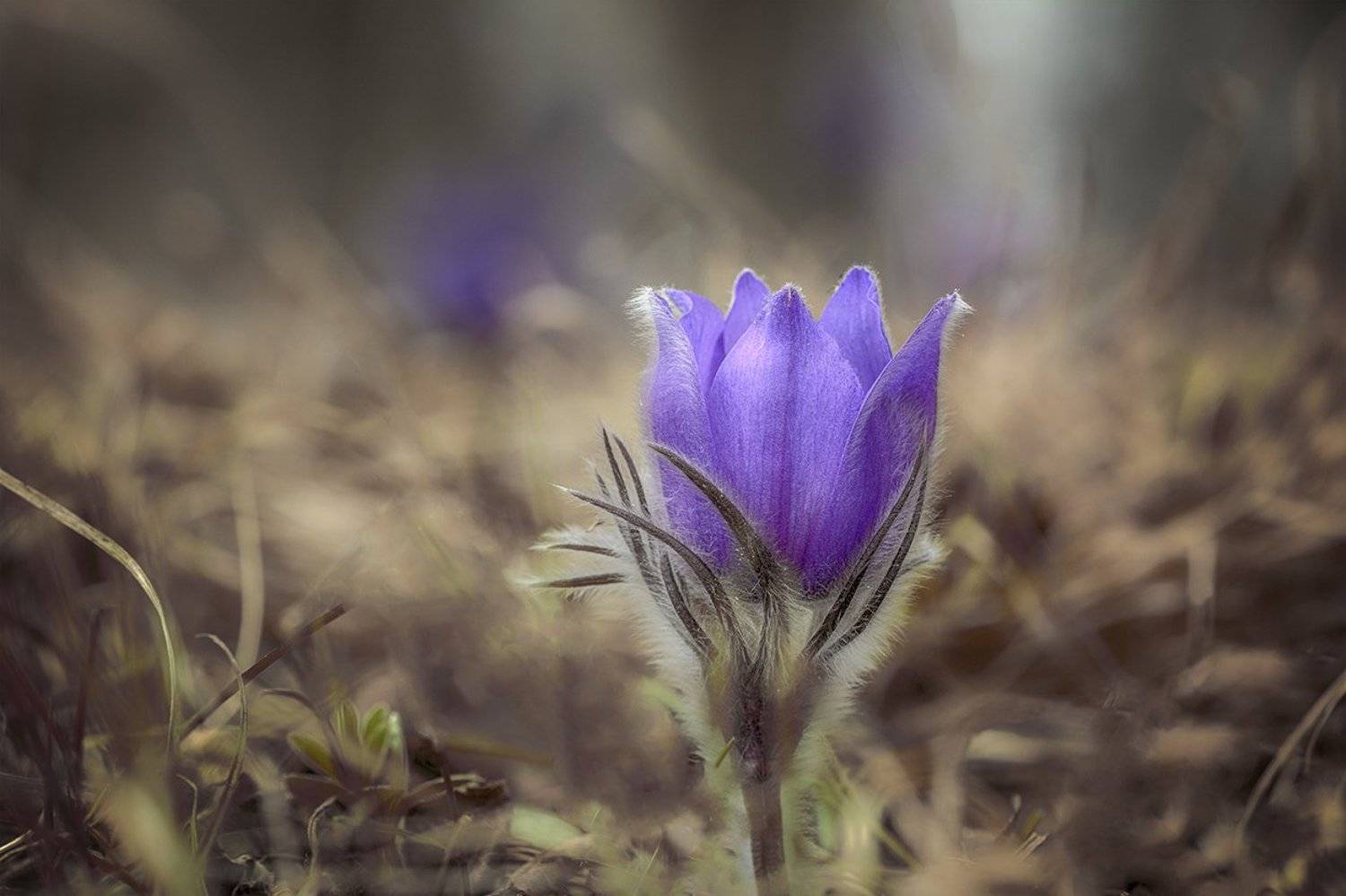 , Анатолий Зверев