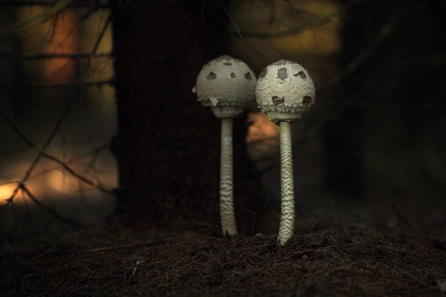 , Вадим Морозов