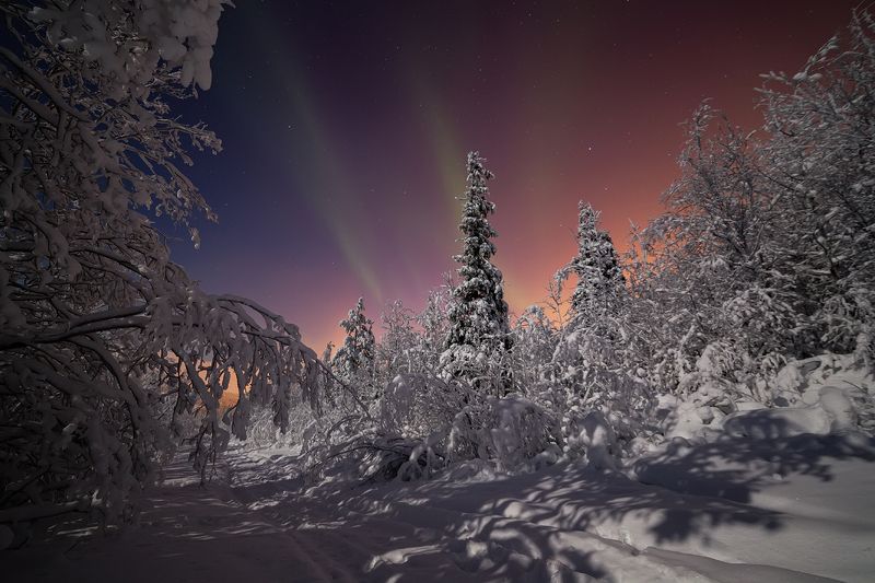 зима,мороз,снег,лес,ночь, Морозная теплота фото превью