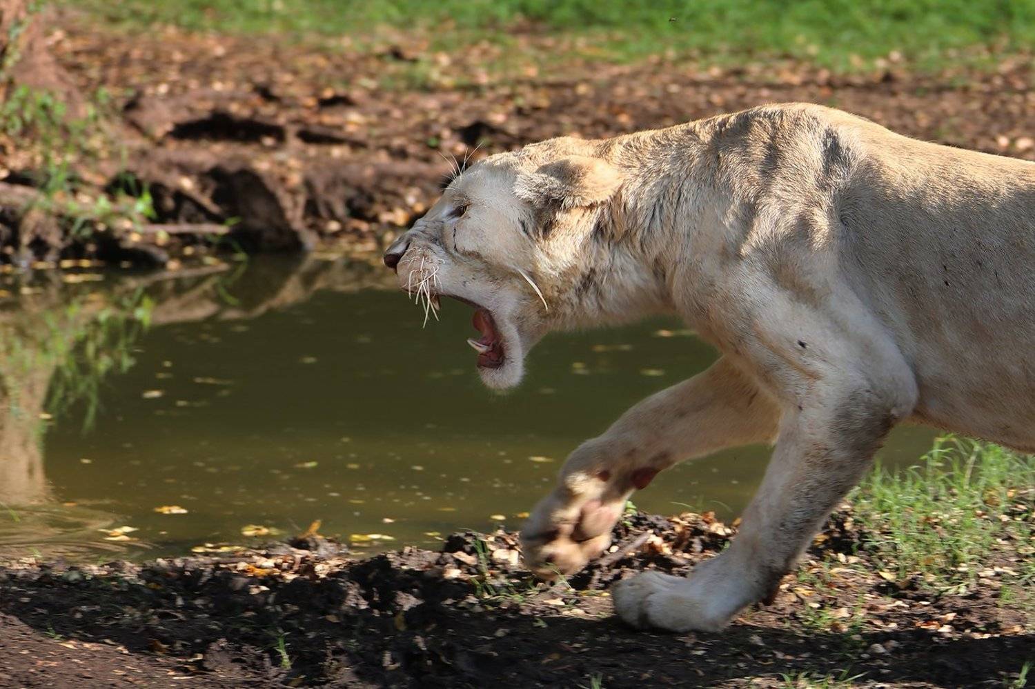 лев, подросток, агрессия, злоба, зверь, ALLA SOKOLOVA