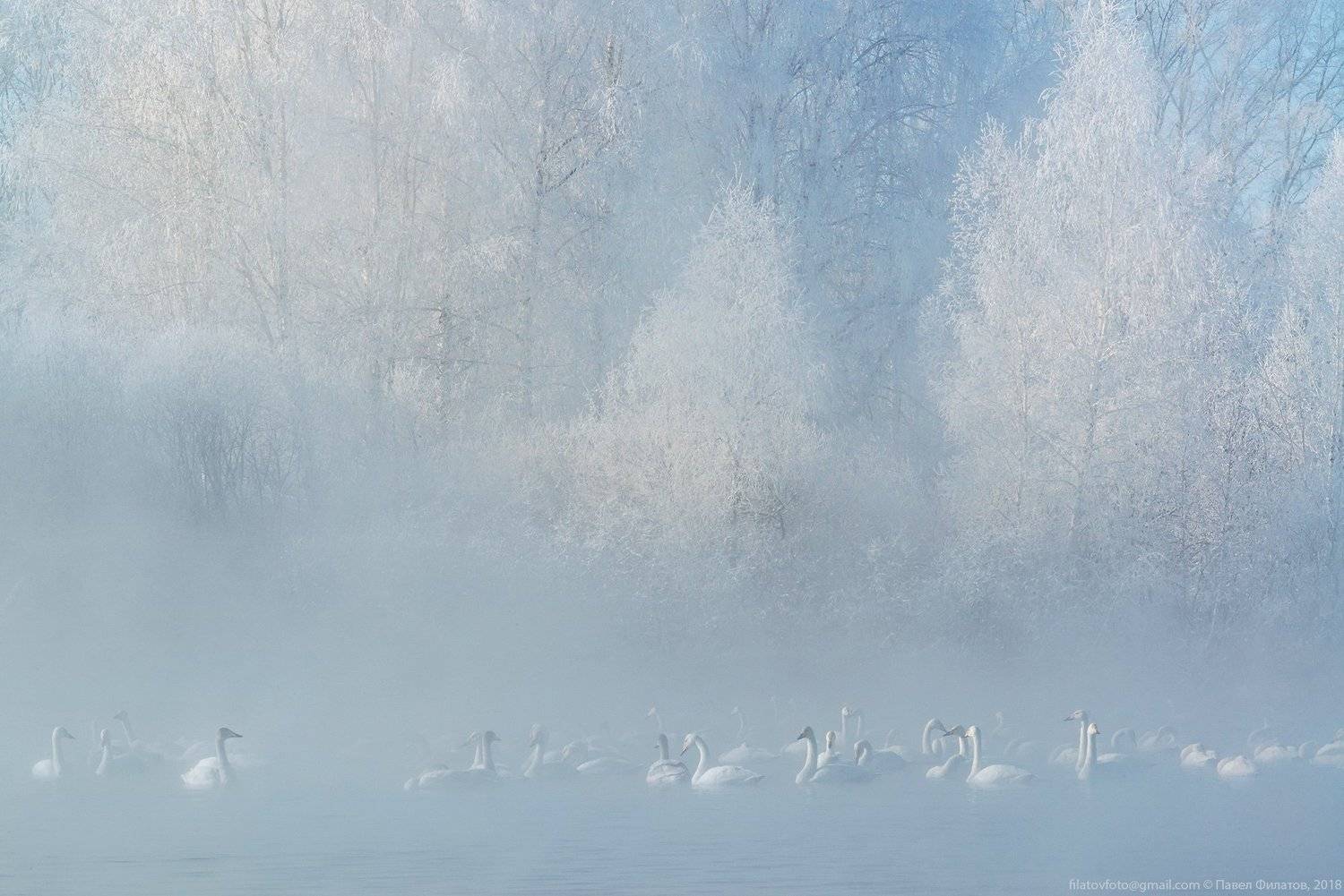 алтай, сибирь, лебеди, зима, мороз, стужа, светлое, лебединое, иней, туман, Павел Филатов