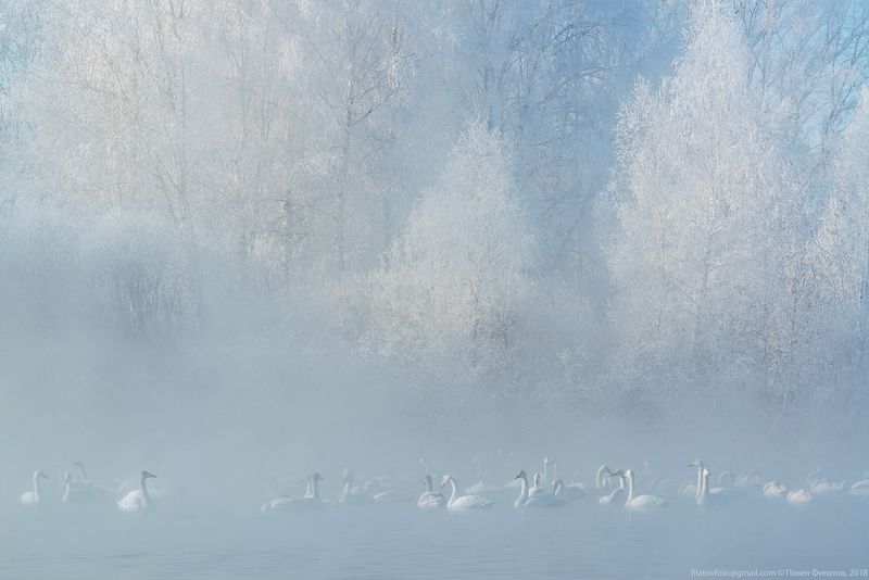 алтай, сибирь, лебеди, зима, мороз, стужа, светлое, лебединое, иней, туман Ангелы стужи фото превью
