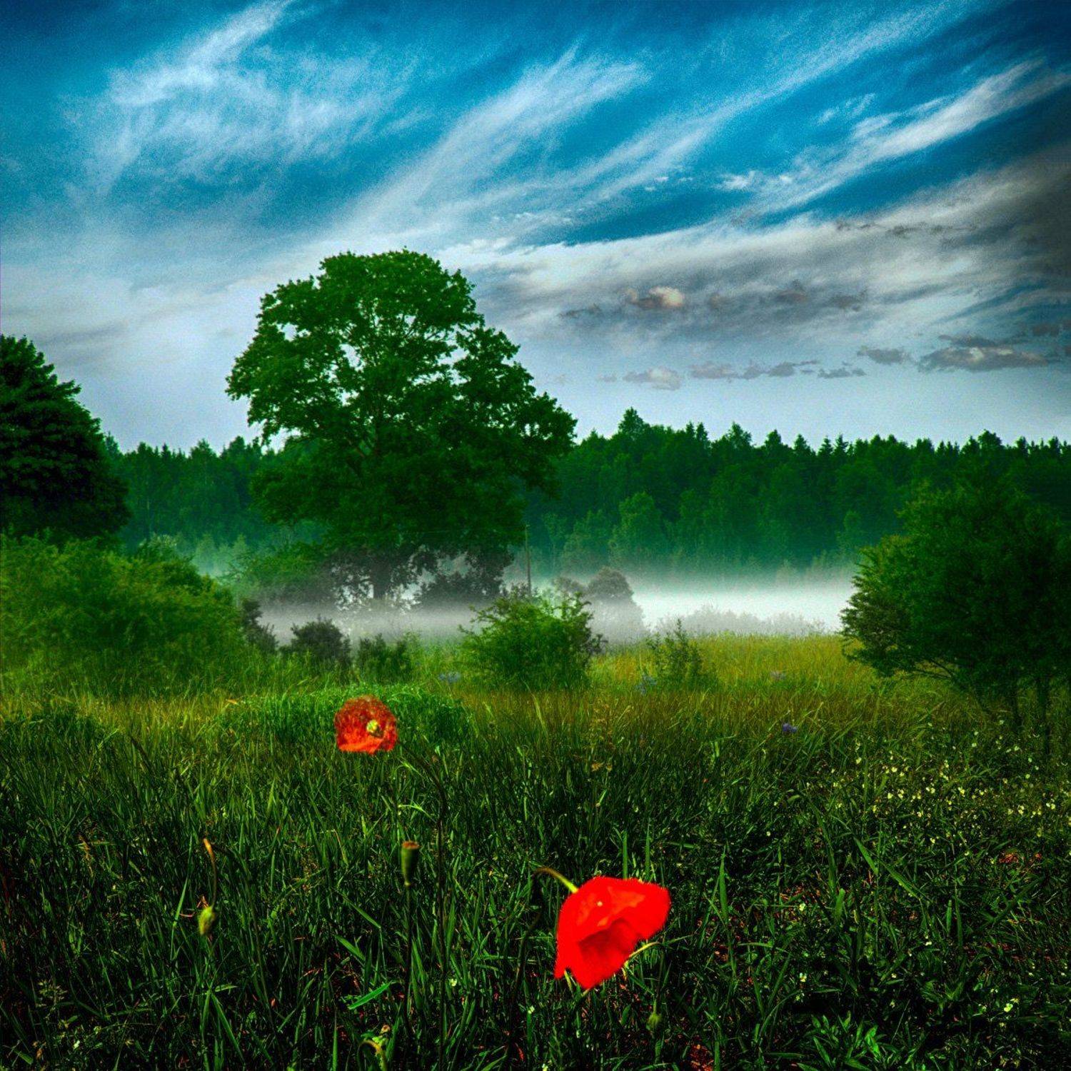 мак, туман, природа, поле, утро, Rimantas Petrikas