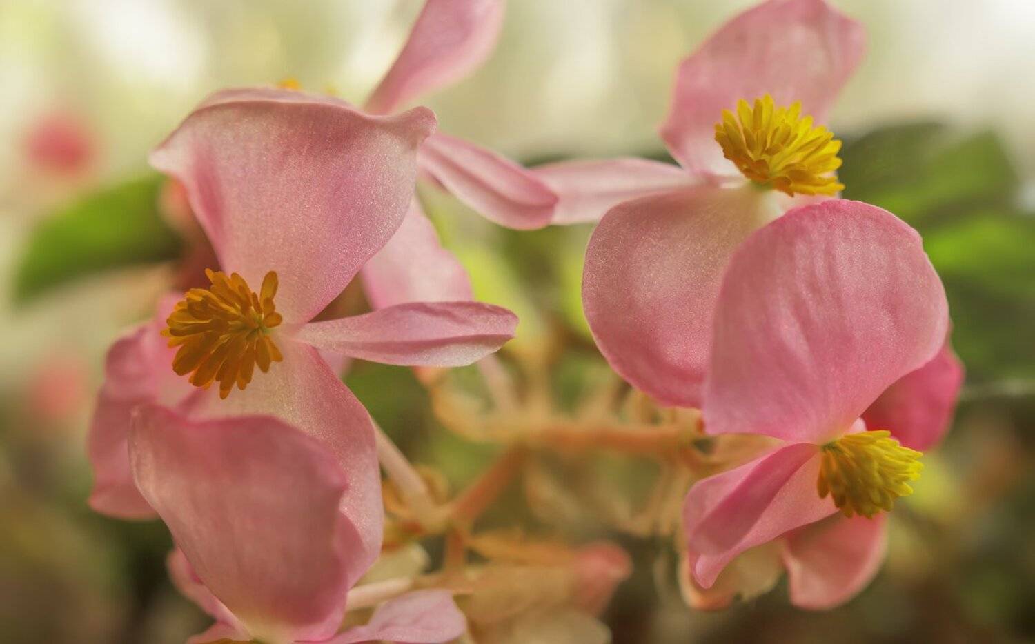 , Николай Андреев