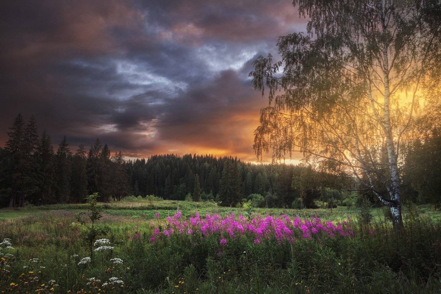 закат, поле, лето, кипрей, иван-чай, береза, Смольский Евгений