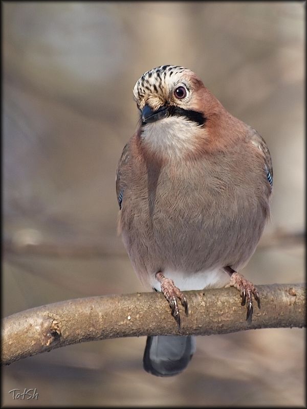 сойка, обыкновенная сойка, кареза, garrulus glandarius, животные, птицы, птицы россии, москва, битцевский лесопарк, природа Сойка. Весенние хлопоты. фото превью