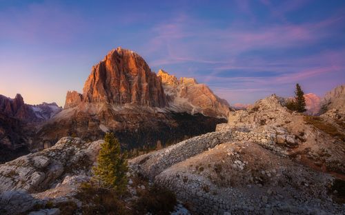 Вечерняя роза