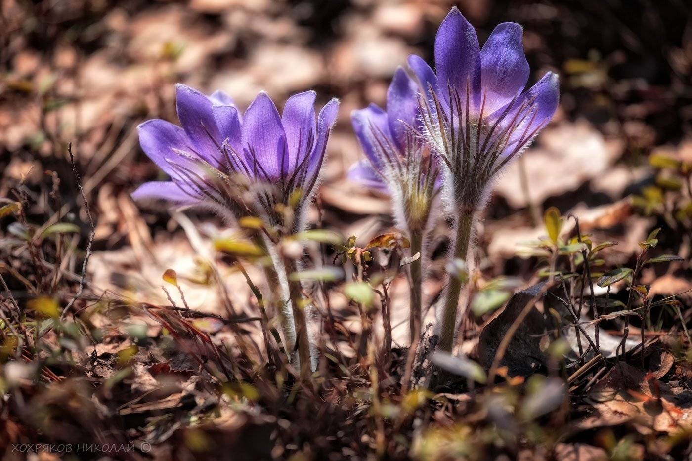, Хохряков Николай
