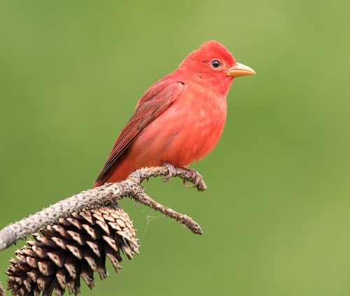 Summer tanager -Алая пиранга