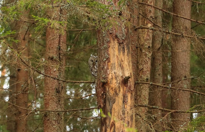 Неясыть длиннохвостая фото превью