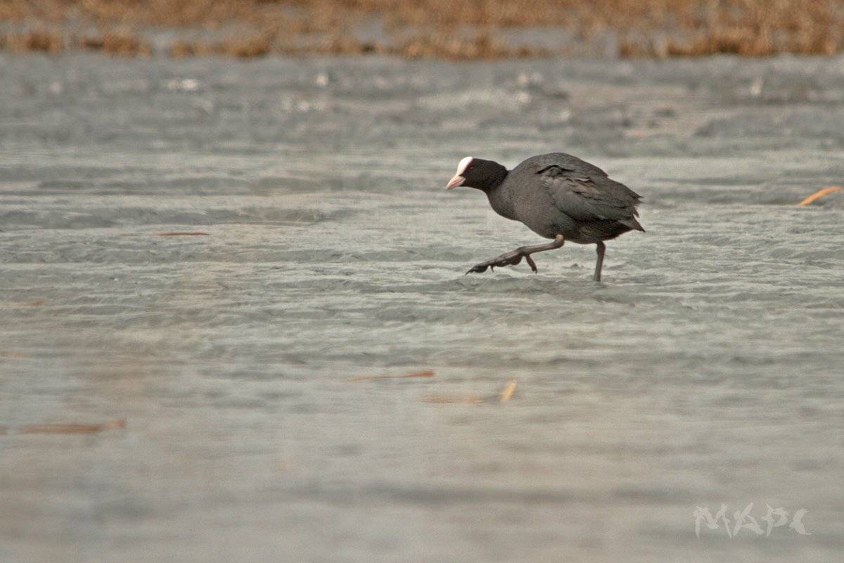 животные птицы лед весна, Шангареев Марс