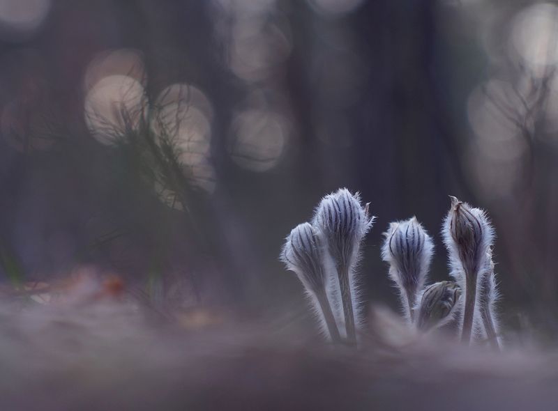 Тишина фото превью