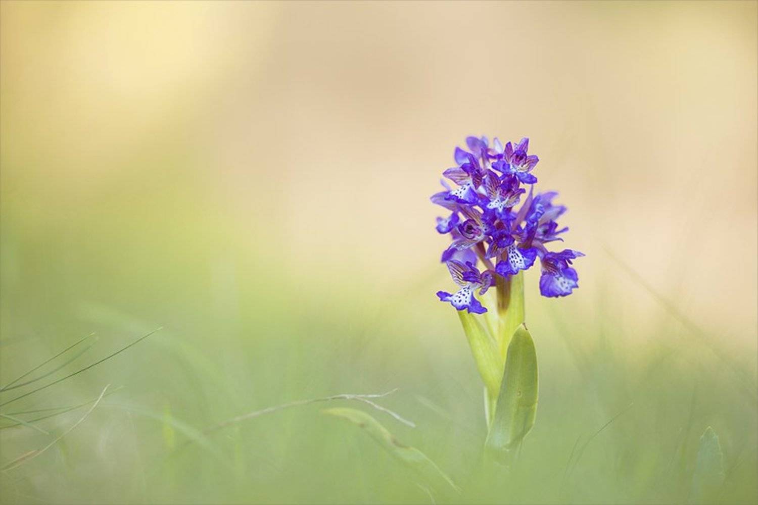 , Наталья Ова