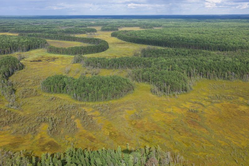 Западная Сибирь Томская область васюганское болото  васюганское болото фото превью