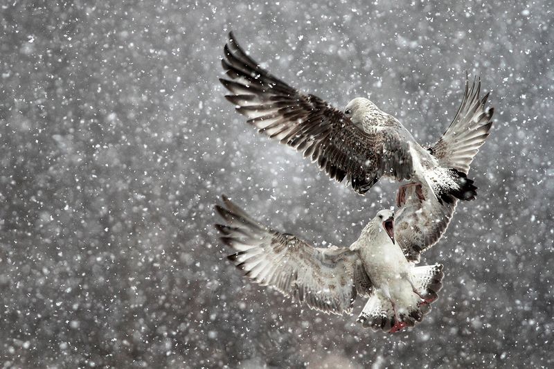 Seagulls in a blizzard фото превью