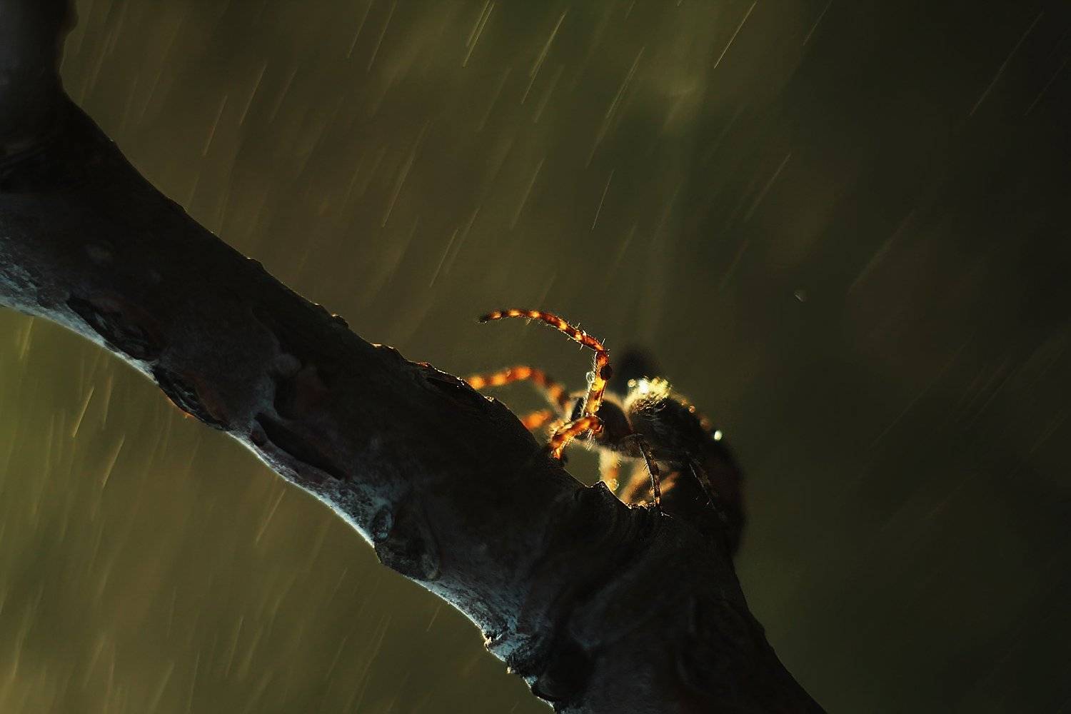 , Анастасия Колесникова