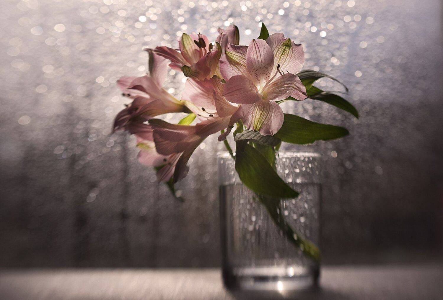 , Лапшина Владлена