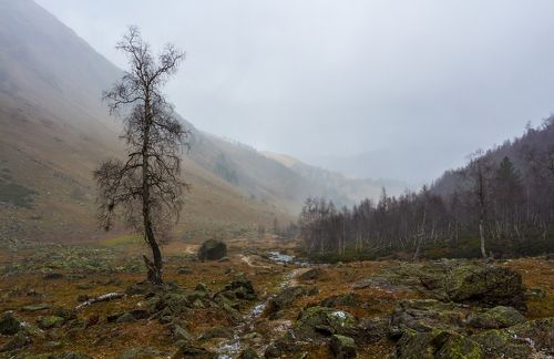 туман ложился хладной пеленой...
