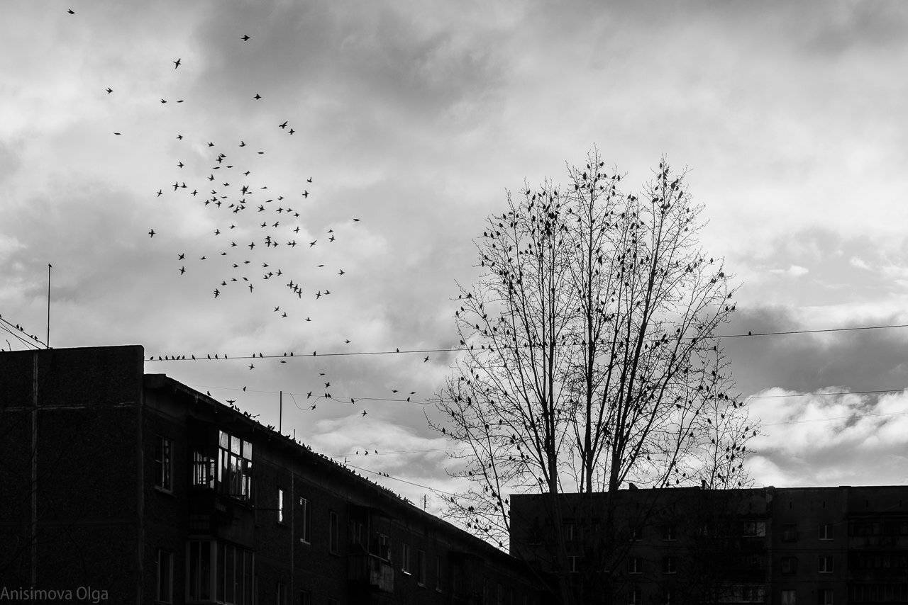 , Анисимова Ольга Леонидовна