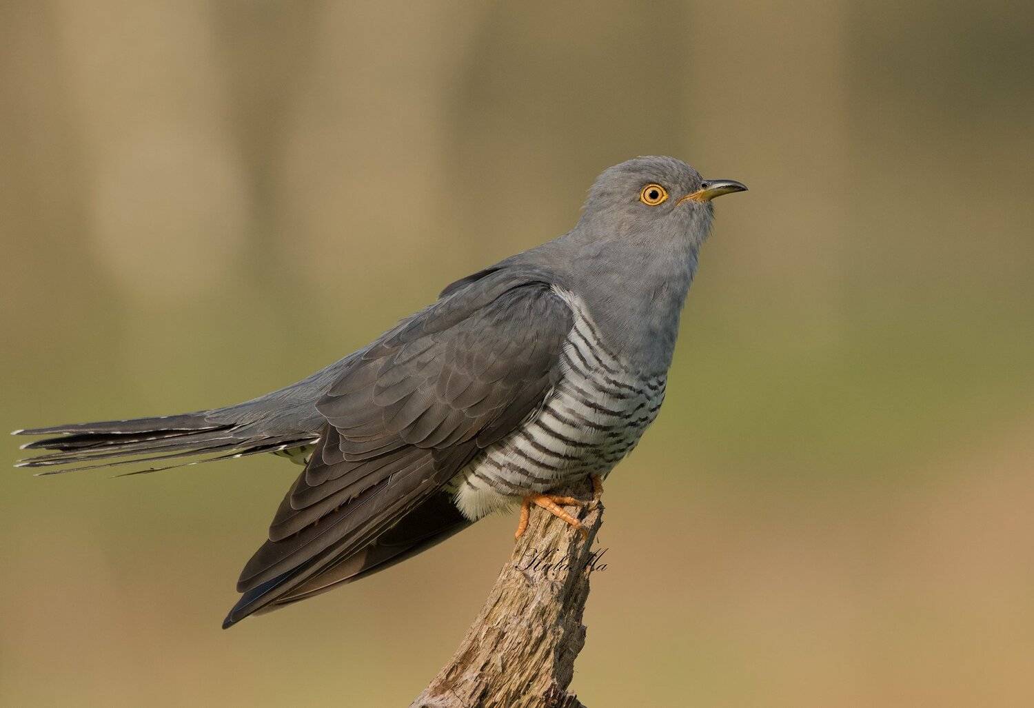 cuckoo, birds, nature, wildlife, woods, MARIA KULA