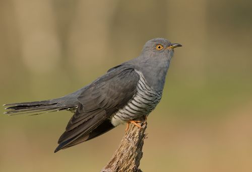 Cuckoo
