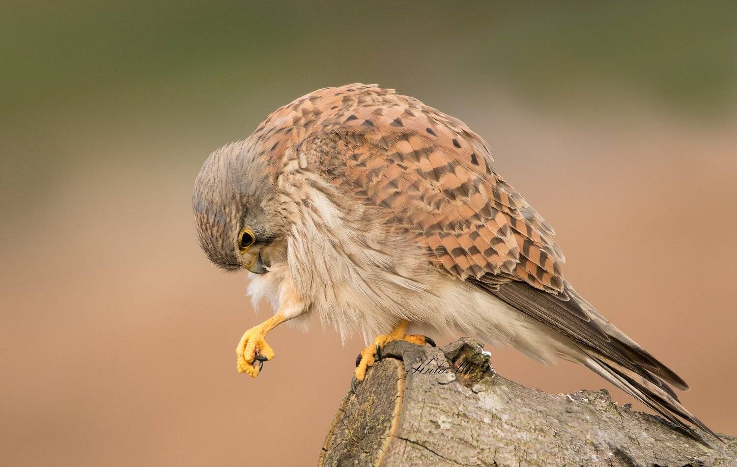 kesstrel, birds, birds of prey, nature, wildlife, woods, land, MARIA KULA