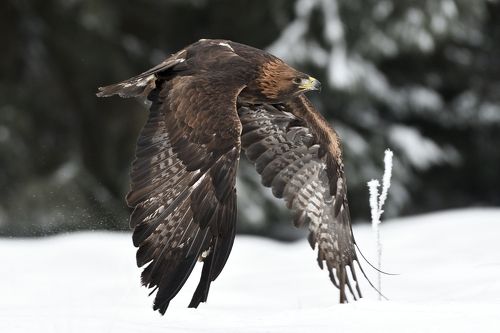 Golden eagle