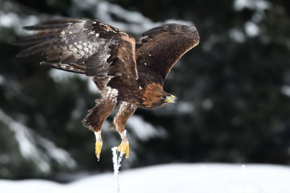 bird animal aquila chrysaetos raptor hunter predator hawk fly flying flight majestic elegance elegant noble stately sublime winter, Jaroslav Mego