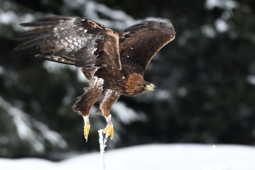 Golden eagle